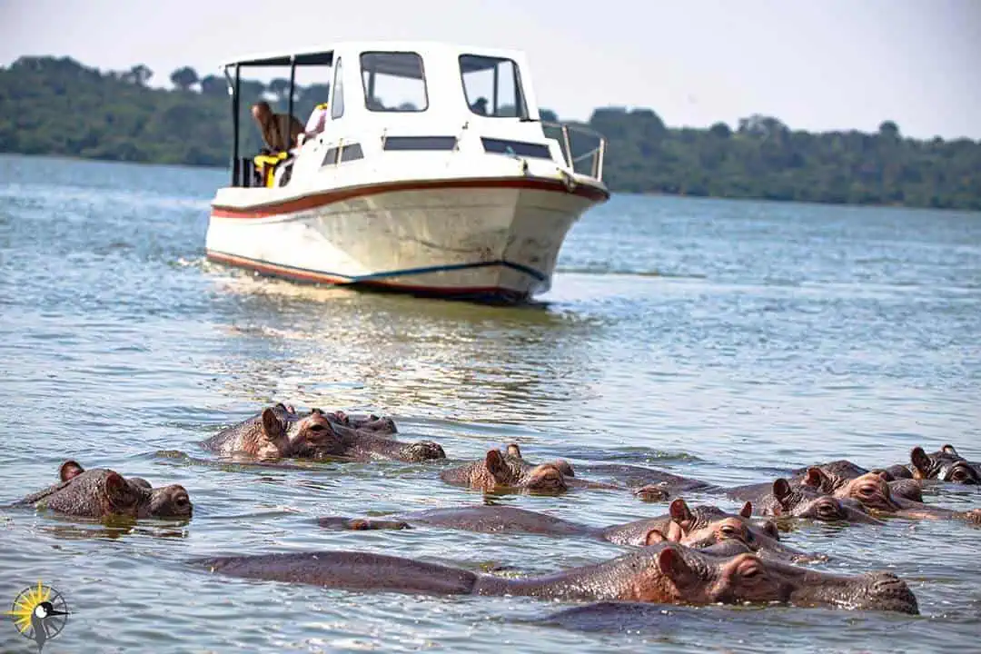hippos in front of a boat